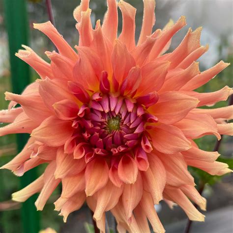 Terracotta Dahlia Tuber | Terracotta Flower Photo & Information