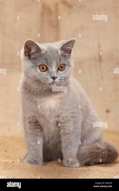 British Shorthair, blue-tortie, 4 months Stock Photo - Alamy