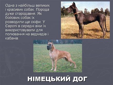 Собаки найдавніші друзі людини - презентация онлайн