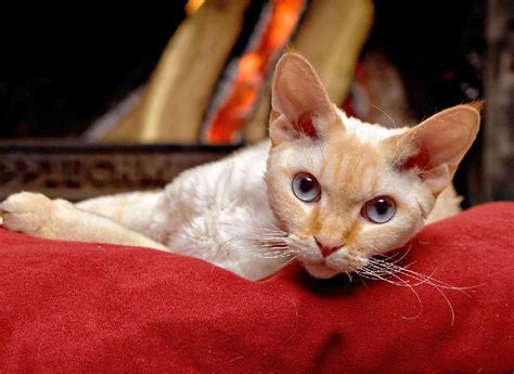 Devon Rex