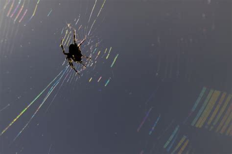 bezplatna snimka priroda na otkrito paiazina razmisiel nikon