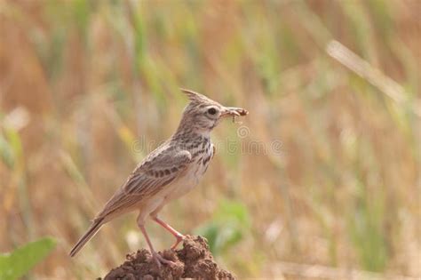 Amazing Bird Eating Insects on the Land Stock Photo - Image of animal ...