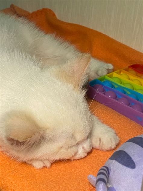 котёнок кот МИЛАШКА хз пикчи | Кот, Котенок