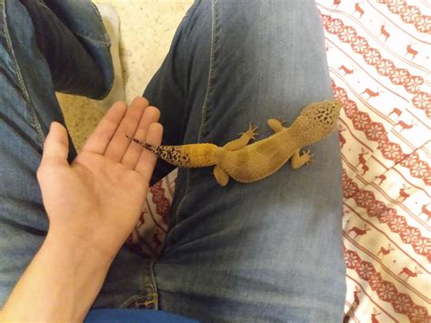 best gecko overweight easily 5