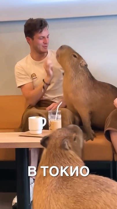 Кафе с капибарами 😲 ️ #истории #история #новости #новость #shorts - YouTube