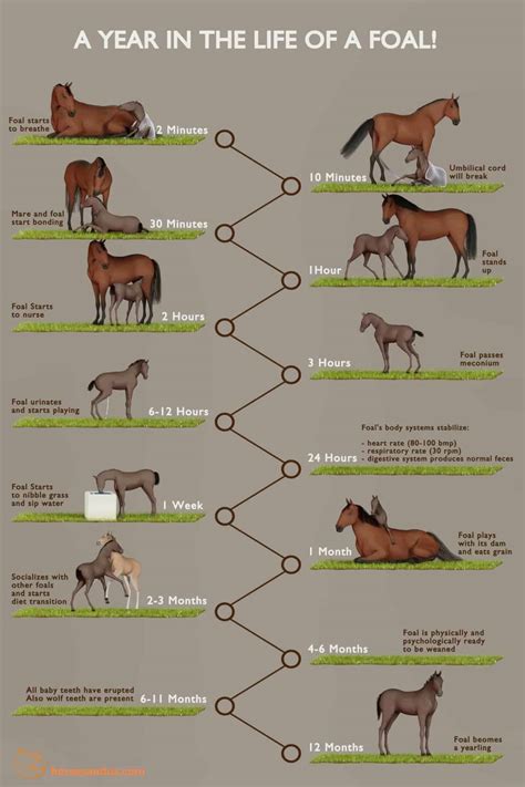 What Is A Baby Horse Called? First Year and Predicted Height
