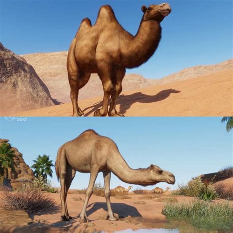 Camel Size