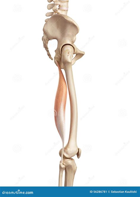 The biceps femoris longus stock illustration. Illustration of femoris