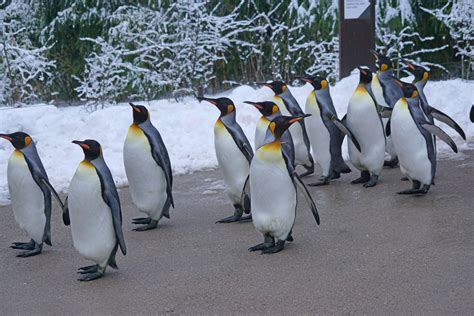 Free Images : snow, cold, winter, animal, walk, zoo, beak, fauna