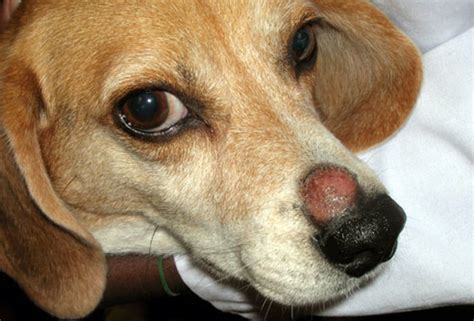 dog  cat ringworm contagious pethelpful