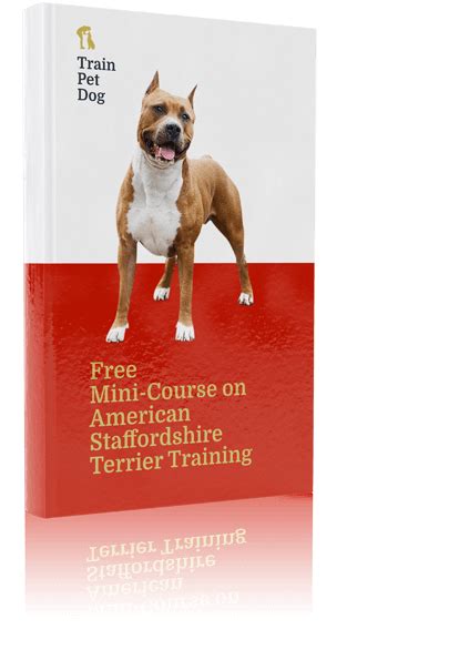 American Staffordshire Terrier - Training Course on American ...