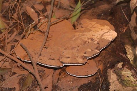 phellinus eflora  india