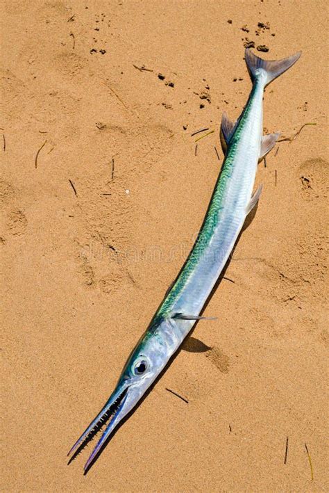 FoodFriend: Top 10 tastiest Sea Fish to eat