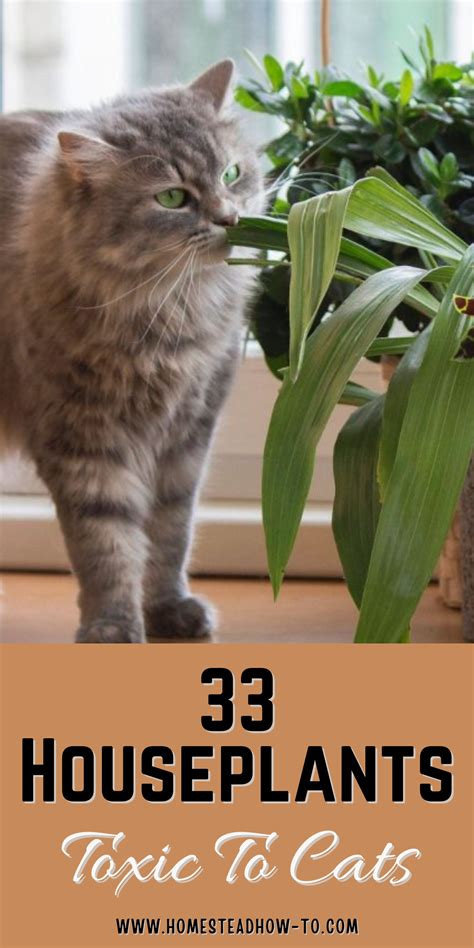 33 houseplants toxic to cats – Artofit