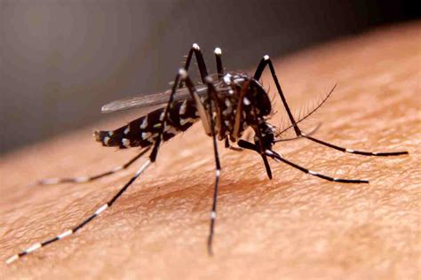 Dengue on the Rise: Understanding Causes, Symptoms, and Safety Measures