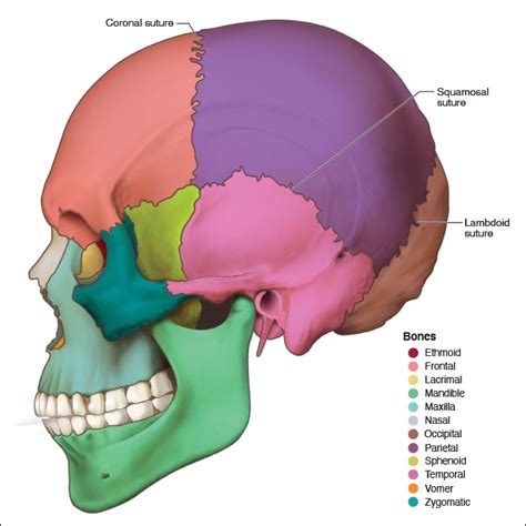 skull suture anatomy