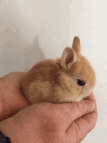 ag caoineadh bunny gif