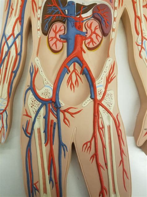 flat man model  diagram quizlet