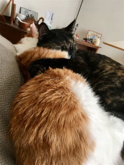 My cats sometimes cuddle during their naps. : r/cats