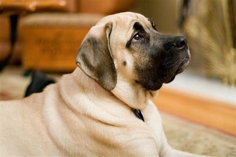 Differences between English, French and Spanish Mastiffs