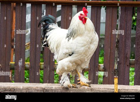 cock rooster chicken   yard   countryside stock photo alamy