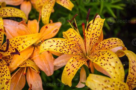 Wild yellow tiger lilies in garden. Lilium lancifolium as wallpaper or