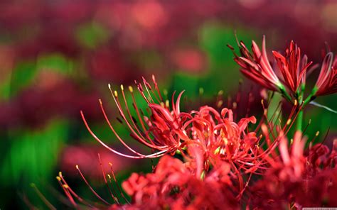 Red Spider Lily Wallpapers - Wallpaper Cave