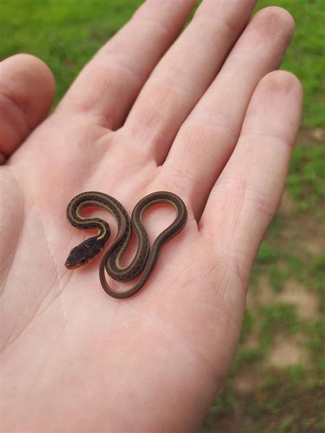 I made a tiny little friend. : r/whatsthissnake