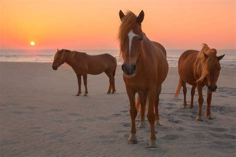 assateague island  home  wild horses kayaking adventures