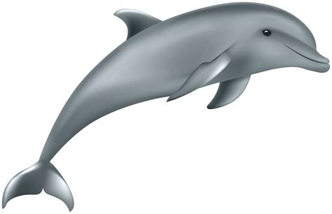 Clipart Dolphins