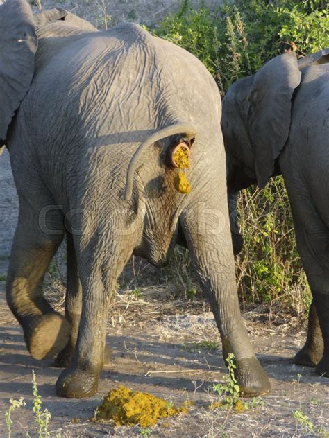 Backside of an elephant while crapping | Stock image | Colourbox