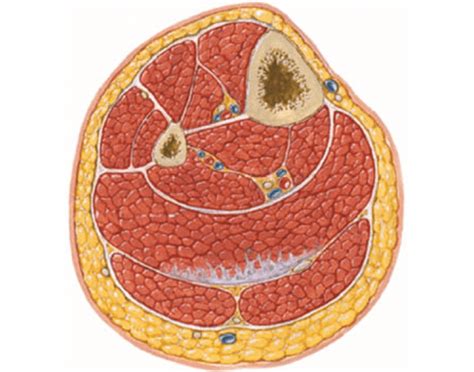 Axial section of the calf Quiz