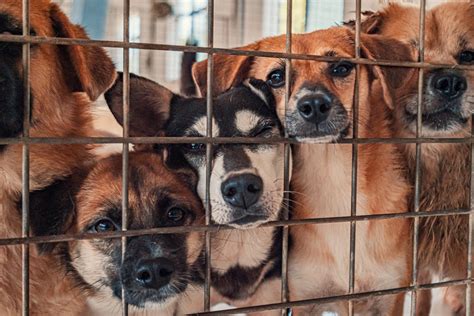 FIGHTING ANIMAL CRUELTY AND NEGLECT! - Hardy