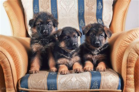 #789121 Dogs, Painting Art, German Shepherd, Shepherd - Rare Gallery HD