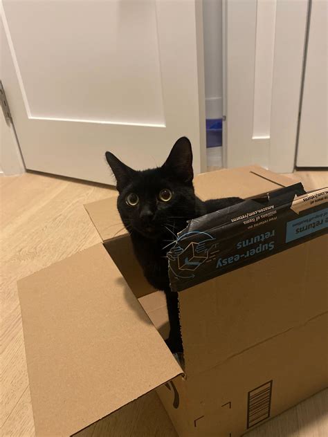 Whisker Watch: The Latest Cat Updates You Need to Know