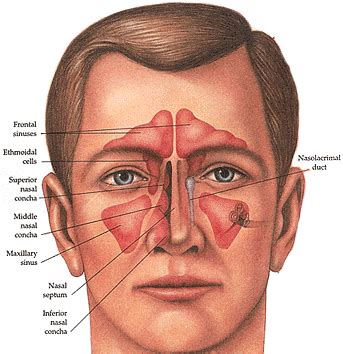 Sinus Anatomy - SinusHealth