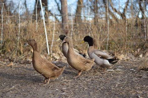 Ducks VS Chickens - What are the differences? - Boots & Hooves Homestead