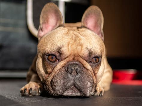 Where Do French Bulldogs Come From: Origins and History