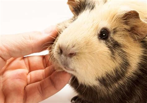 Why Do Guinea Pigs Squeak? How Much Squeaking Is Normal? | Animallama