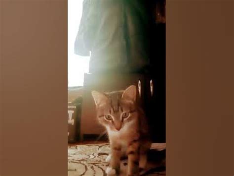 бедный коттк - YouTube