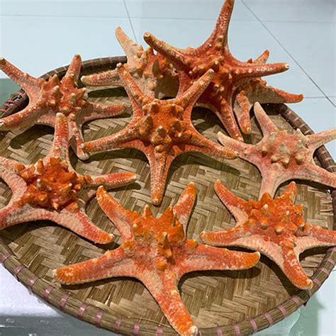 sao bien  hai san nhu hoa