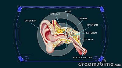 Anatomy Diagram Ear Graphics Animation Background Stock Video - Video ...