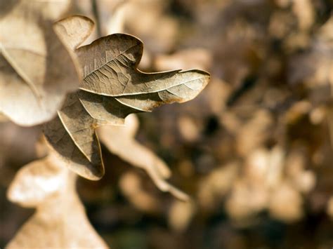 beautiful dead leaf copyright  photo   vorel libreshot