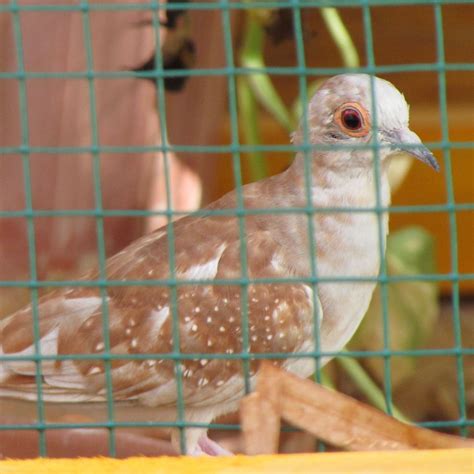 Ginger - Red Female Diamond Dove