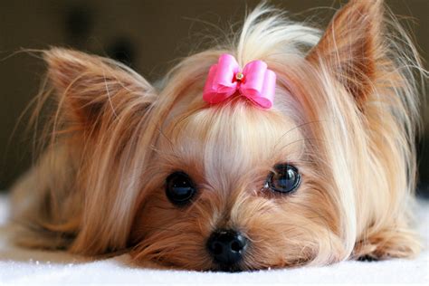 how to take care of a dog in heat