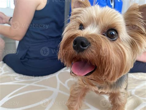 Yorkshire terrier cost increases as demand for small pets peaks 11