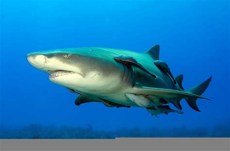 lemon sharks called lemon sharks ocean conservancy
