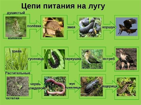 Помогите пожалуйста сделать цепь питания есль первое звено растения ...