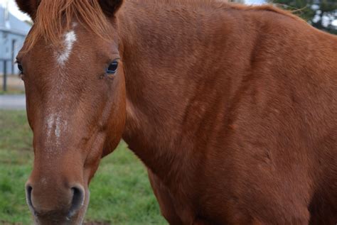 horse portrait  stock photo public domain pictures