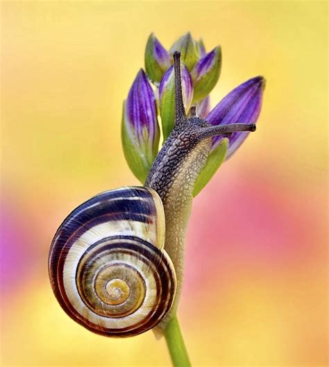 pin  louise bille  billedkunst   arachnids creatures alien